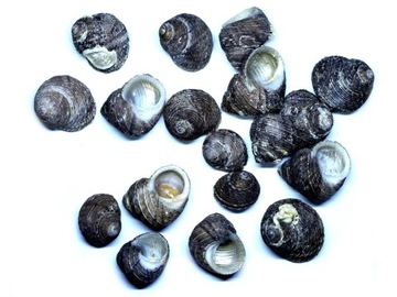 Muszelki KAPUDU ciemne naturalne 50gr 2-2.5cm M117