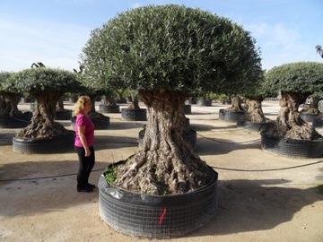 OLIWKA EUROPEJSKA DRZEWO OLIWNE OLEA EUROP. BONSAI