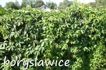 Виноград пятилистный (Parthenocissus) – высота саженца 50-70 см.