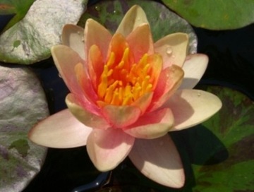 W25 Lilia wodna 'Aurora' (Nymphaea)