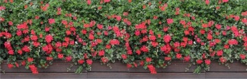 БАЛКОННОЕ ПОКРЫТИЕ, сетчатый коврик, КРАСНЫЕ ГЕЛАРГОНИИ