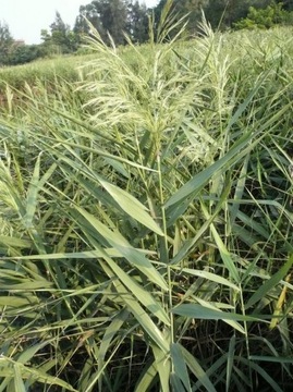 Тростник обыкновенный (Phragmites) Саженцы 50 шт!