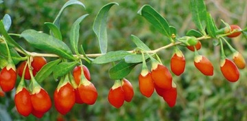 VITAL GOJI BERRY КИТАЙСКИЙ ТРЮК 50 СЕМЯН