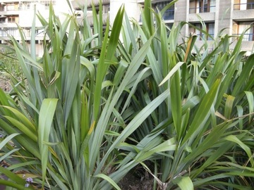 ЛЕН НОВОЗЕЛАНДСКИЙ – СЛАДКИЙ (PHORMIUM TENAX) - 5 СЕМЯН