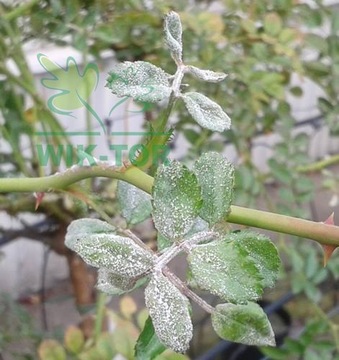 фото ориг. №4, Signum 10g gray mold contagion potatoes mealy genuine plants decorative