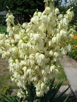 ЮККА КАРОЛИНА (YUCCA FILAMENTOSA) - 20 СЕМЯН