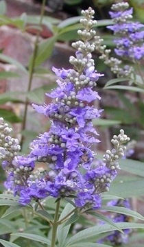 WITEKS - VITEX NEGUNDO RZADKI GATUNEK - 30 NASION