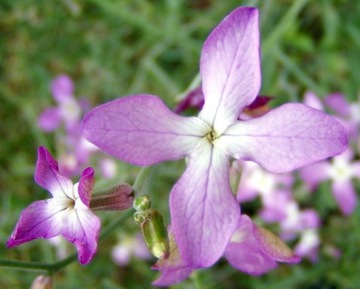 МАЦЕЙКА ПУРПУРНАЯ (MATTHIOLA BICORNIS) ПРИЯТНО ПАХНУЩАЯ 500 СЕМЯН