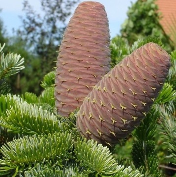 ПЕЛЬ КАВКАЗСКАЯ (ABIES NORDMANNIANA) ДЛЯ САДА - СЕМЕНА 20 шт.