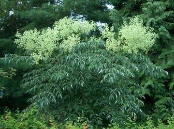 RZADKA ARALIA JAPOŃSKA (ARALIA ELATA) 50 NASION