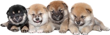 NAKLEJKI NA ŚCIANĘ Psy Shiba inu 21 100x32 cm