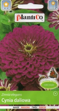 CYNIA WYTWORNA DALIOWA 1 g FIOLETOWA 'P