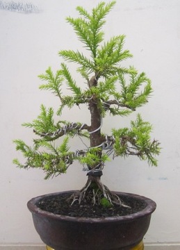 КРИПТОМЕРИЯ ЯПОНСКАЯ (CRYPTOMERIA JAPONICA) 50 СЕМЯН