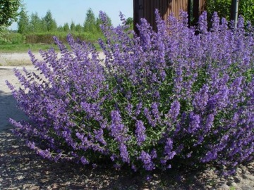 ZIOŁO PRZYPRAWA KOCIMIĘTKA NEPETA CATARIA 500 NAS