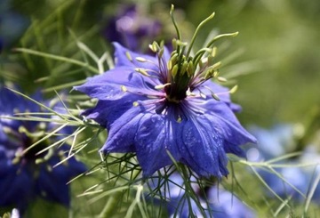 NIGELLA SATIVA NIGELLA 0,5 ГР СЕМЯН