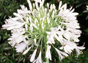 БЕЛАЯ АФРИКАНСКАЯ ЛИЛИЯ (AGAPANTHUS PRACOX ALBA) 5 СЕМЯН