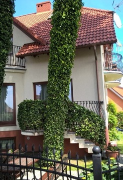 Ivy HEDERA HELIX HEDGE мультиподдон