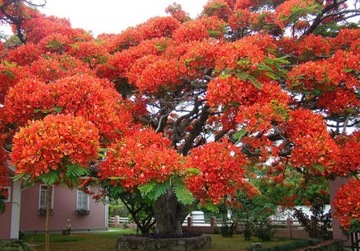 НА БОНСАЙ ПЛАМЯ АФРИКИ - DELONIX REGIA НА БОНСАЙ 3 СЕМЯ