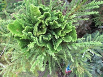 SZYDLICA JAPOŃSKA (CRYPTOMERIA JAPONICA) 50 NASION