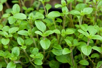 ТРАВА МАЙОРАНА (ORIGANUM MAJORANA) 0,5 ГР СЕМЯН