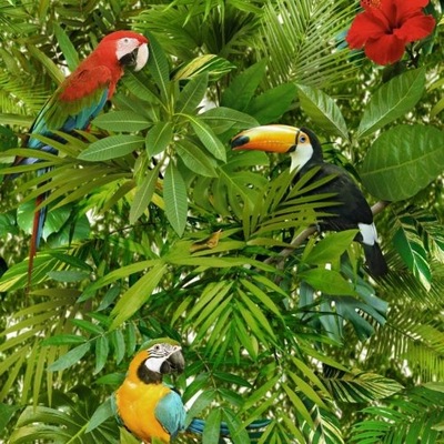 Tapeta Kolorowe Ptaki Papugi Papużki Tapety Ugepa