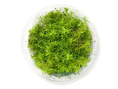 Rotala nanjeshan MAJAKA RÓŻOWA kubek 10cm InVitro