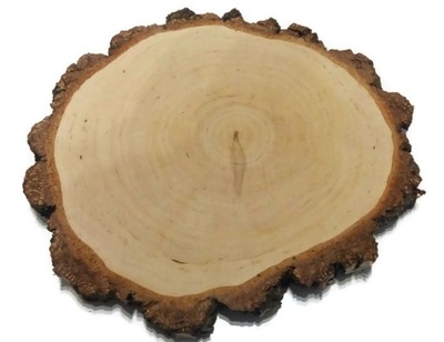 Plastry drewniane krążki drewna brzoza 30-38cm