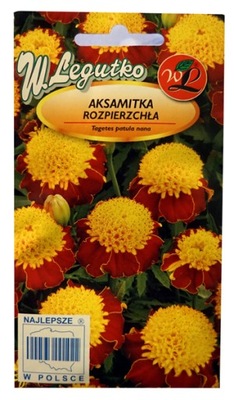 AKSAMITKA ORANGE FLAME 1g LEGUTKO nasiona