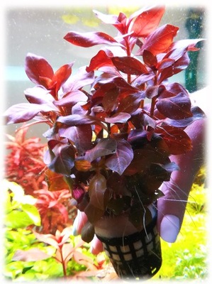 Roślina do akwarium Ludwigia Repens Red rarytas!!!