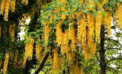 WISTERIA ŻÓŁTA PIĘKNE PNĄCZE .