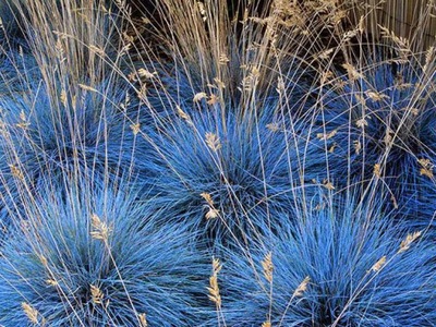 Niebieska Trawa Kostrzewa Sina (Festuca glauca)
