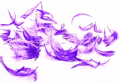 Piórka dekoracyjne fioletowe piórko fiolet pióra
