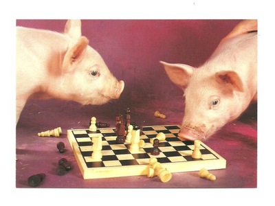 Pocztówka - Świnki i partia szachów / gra w szachy
