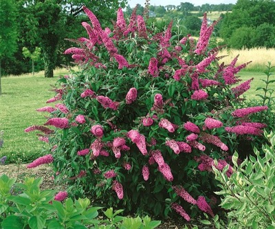 BUDLEJA-DAWIDA ROYAL RED