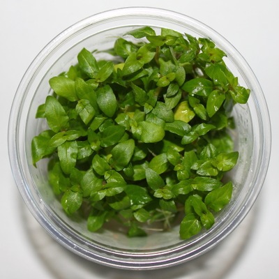 Staurogyne repens- In vitro - Saxon4