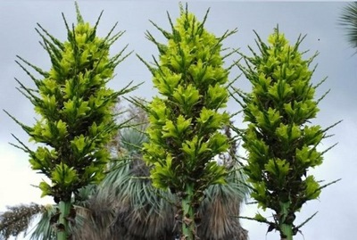 NOWOŚĆ - PUYA ŻÓŁTA - PUYA CHILENSIS - 5 NASION