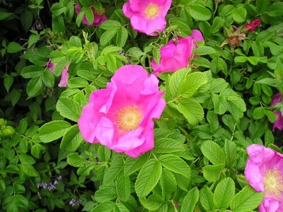 GK RÓŻA DZIKA POMARSZCZONA ROSA RUGOSA MIODODAJNA