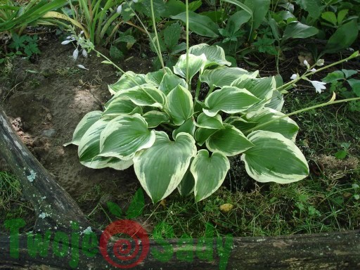 Funkia Hosta MEMORIES OF DOROTHY W DONICZCE