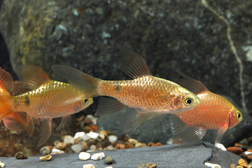 Рыба Розовый барбус Pethia Conchonius