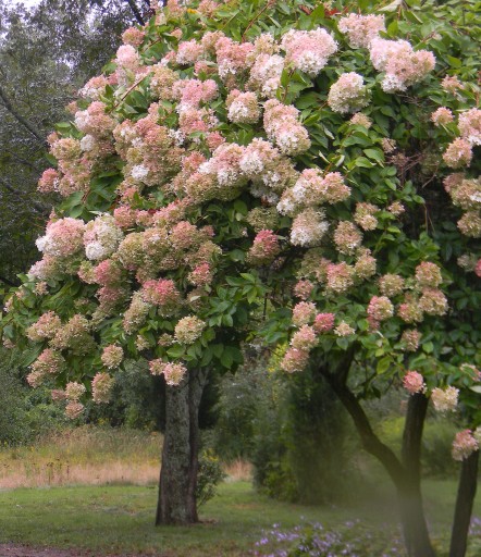 Букет гортензии PINK DIAMOND Queen of the GARDEN