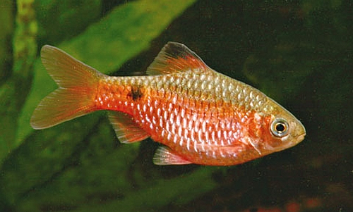 Рыба Розовый барбус Pethia Conchonius