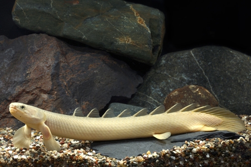 Рыба Polypterus senegalus Хищник