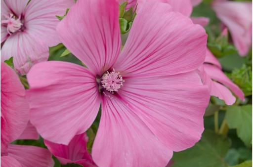 Ślęzawa mieszanka mix Malope trifida 1g nasiona