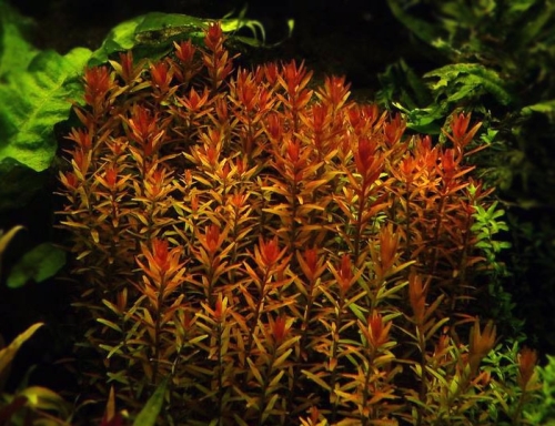 Rotala rotundifolia Red Breeding Białystok saxon4