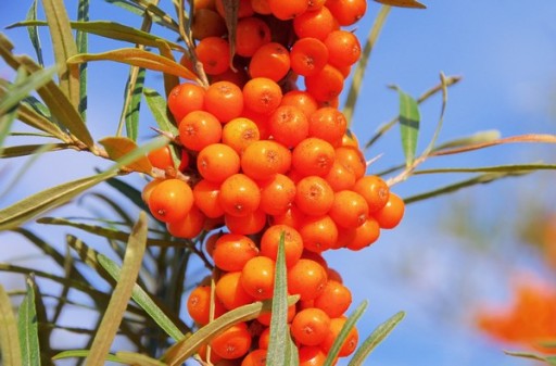 СУКА МОРСКАЯ ОБЫКНОВЕННАЯ HIPPOPHAE RHAMNOIDES 50 СЕМЯН