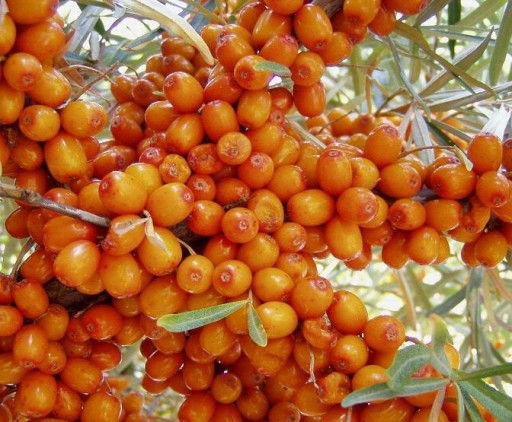 СУКА ОБЫКНОВЕННАЯ МОРСКАЯ HIPPOPHAE RAMNOIDES 50 СЕМЯН