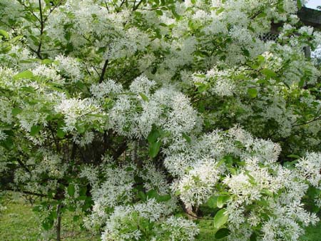 ВИРДЖИНСКОЕ СНЕЖНОЕ ДЕРЕВО 5 СЕМЯН