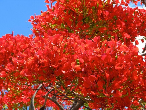 AFRICA FLAME - DELONIX REGIA - 3 СЕМЯ