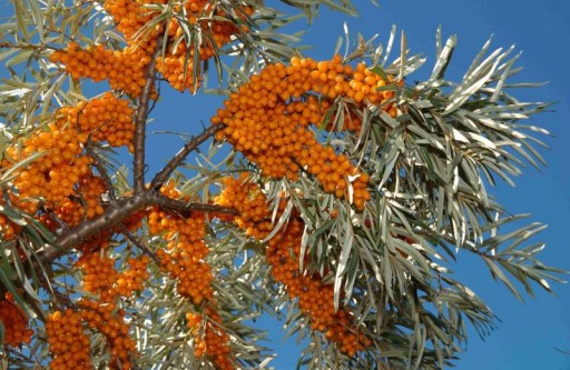 НА БОНСАЙ МОРСКАЯ СУКА HIPPOPHAE RAMNOIDES 50 СЕМЕН