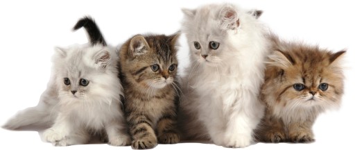 НАКЛЕЙКИ НА НАСТЕНУ КОШКИ Кошки 6 150x63см